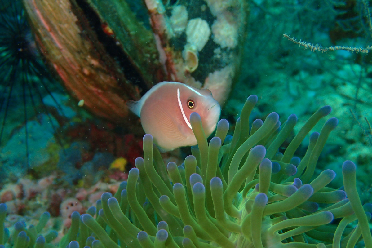 Snorkeling day trip to Chumphon islands