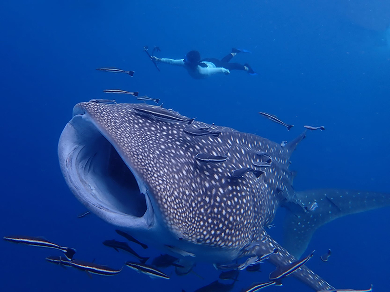 Snorkeling Trip to Koh Ran Ped & Koh Ran Kai island by speed boat