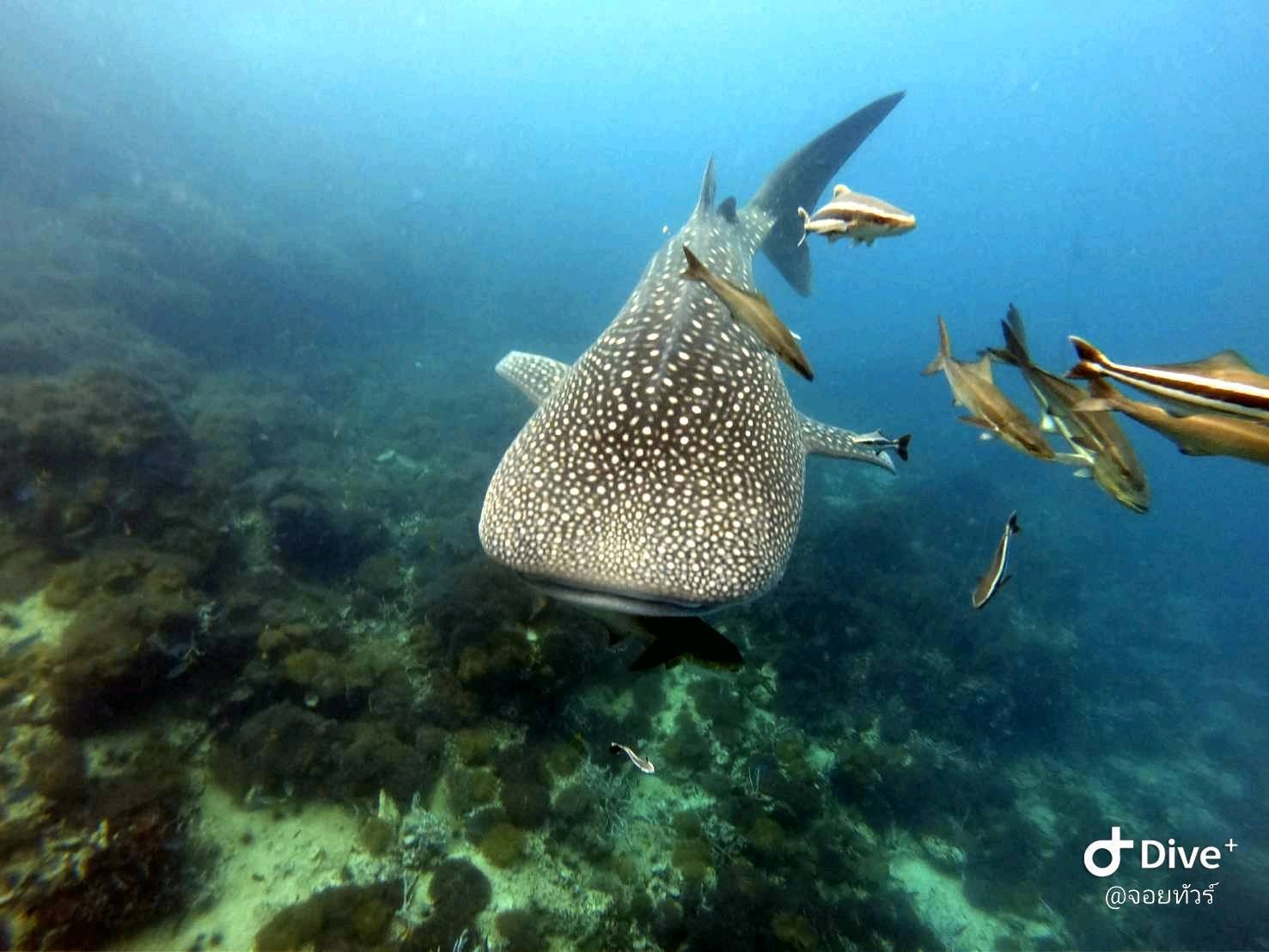 Snorkeling Trip to Koh Ran Ped & Koh Ran Kai island by longtail boat