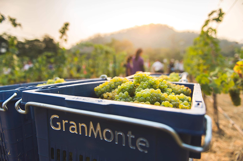 GranMonte Vineyard