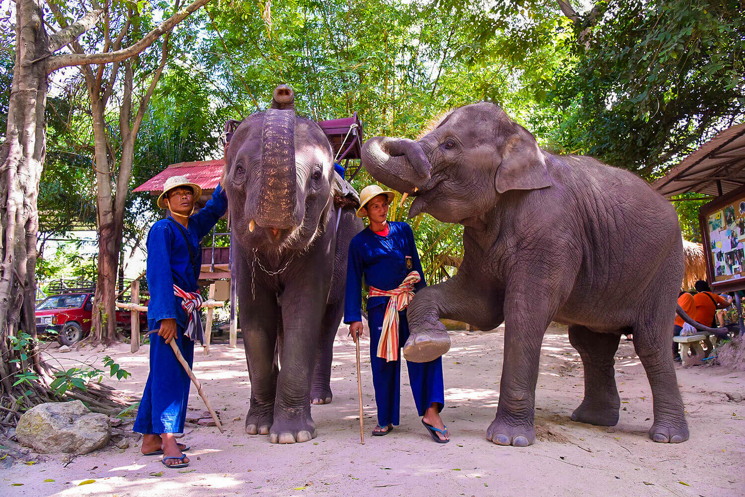 Discount ticket-Pattaya Elephant Village- ticket2attraction