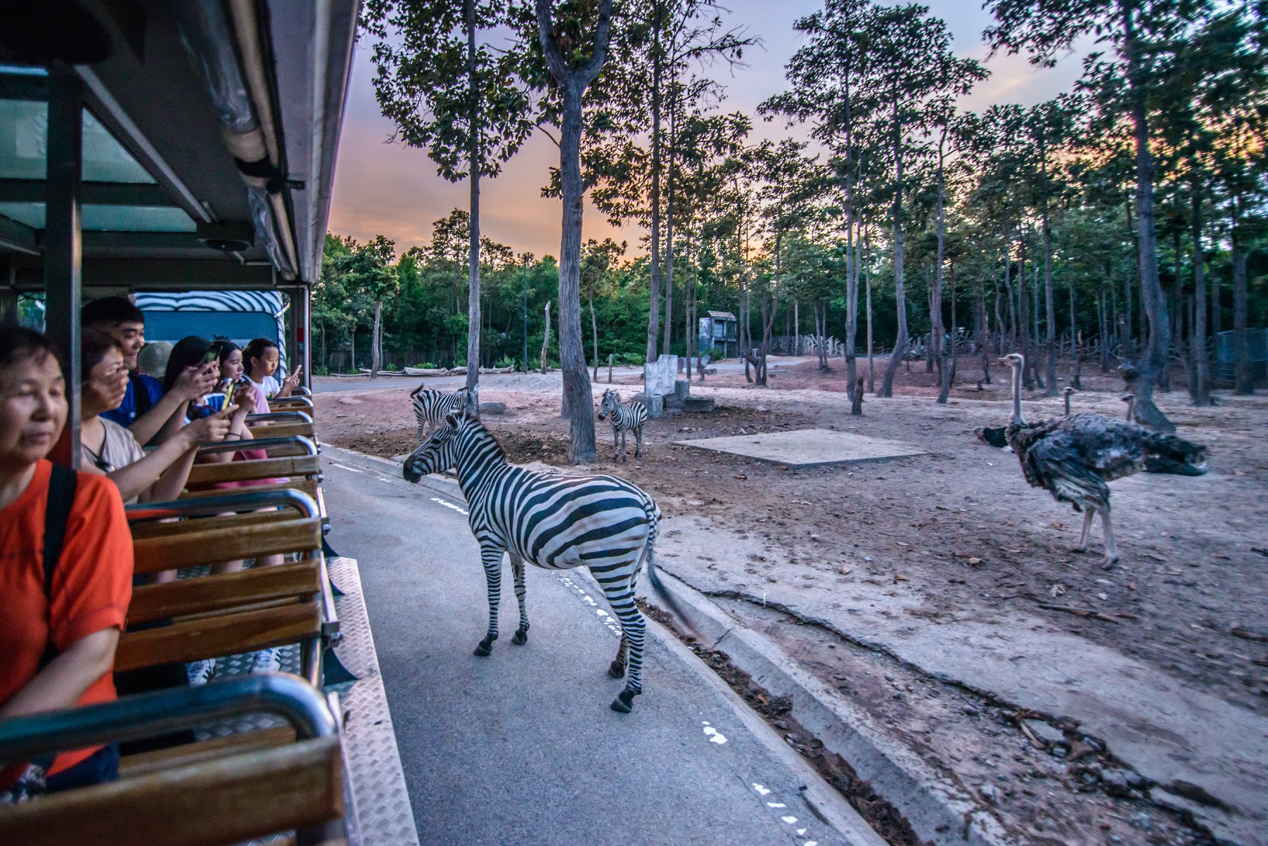 Chiang Mai Night Safari