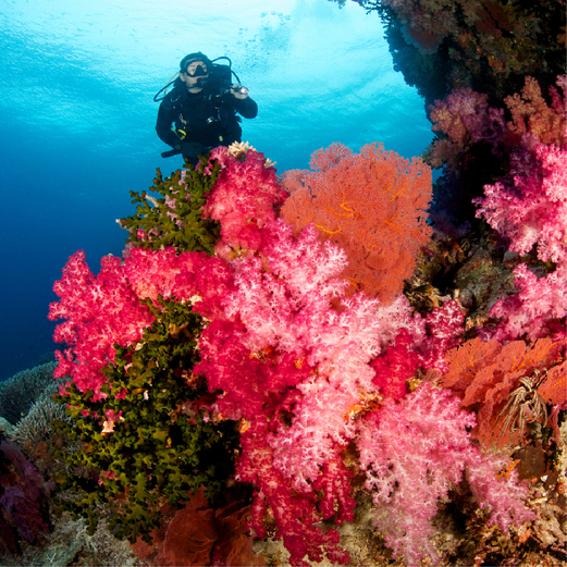 Similan Islands Liveaboard 2 Days 1 Night