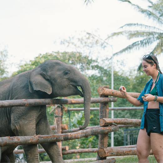 Elephant Care Experience at Krabi Elephant House Sanctuary