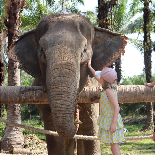 Elephant Experience at The Elephant Sanctuary Krabi Thailand